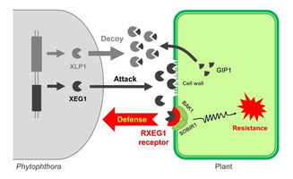 南农前沿 RXEG1 吹响植物大战病原菌的 集结号